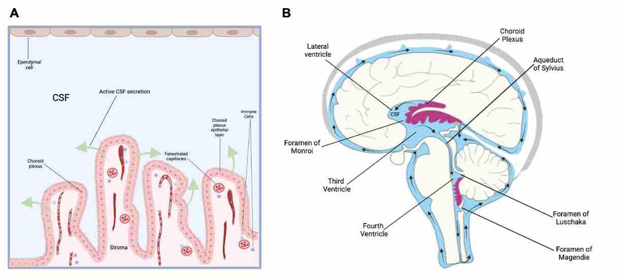 Diagram showing that the ChP is located in each ventricle in the brain and secretes CSF which flows from the lateral to the third and fourth ventricles.